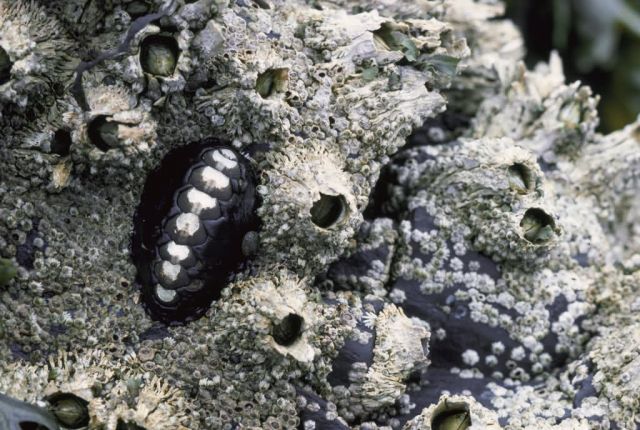 Black Katy Chiton on Barnacles Picture