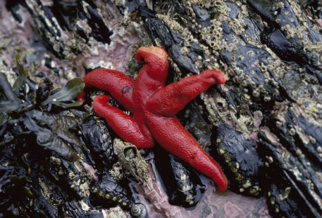 Blood Starfish Picture