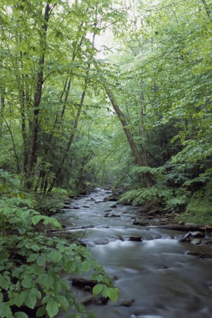 Cheat River in West Virginia Picture