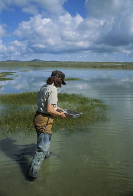 FWS Biologist Collecting Sediment Samples Picture