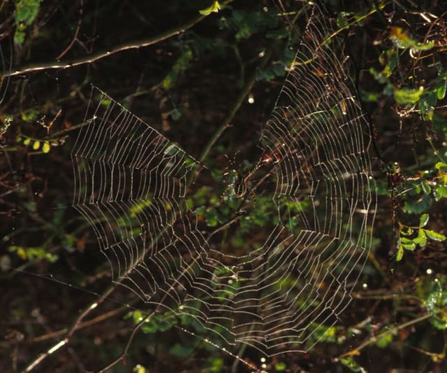 Spider Weaving Web Picture