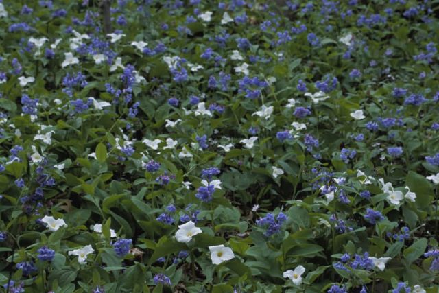 Large-Flowered Trillium and Virginia Bluebells Picture
