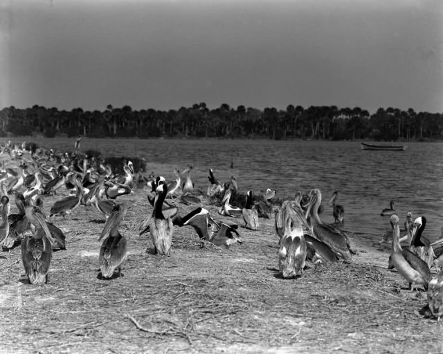 Pelican Island National Wildlife Refuge in 1907 Picture