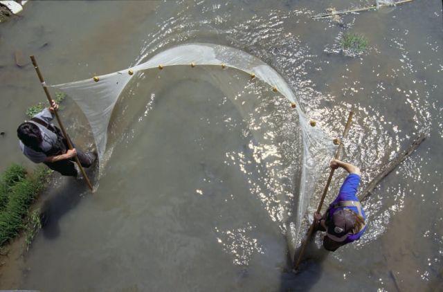 Fish and Wildlife Service Employees Seining for Invertebrates Picture