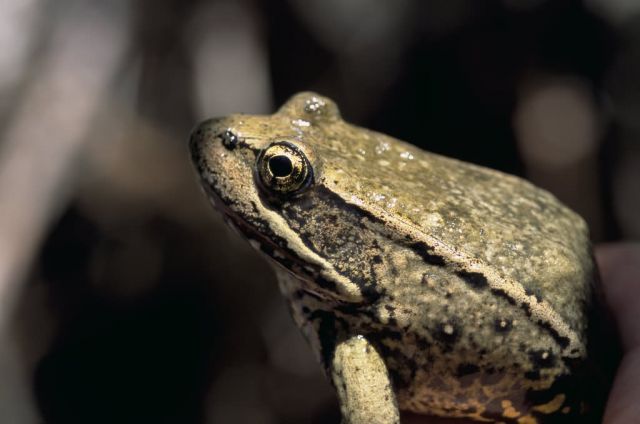 Red-legged frog Picture