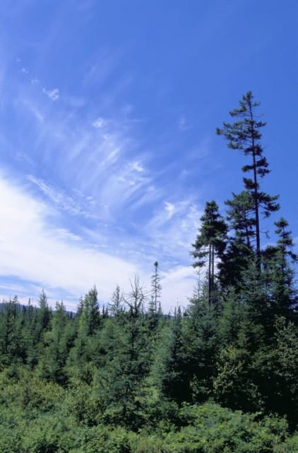 Mollie Beatty Bog at Silvio O Conte NWR Picture