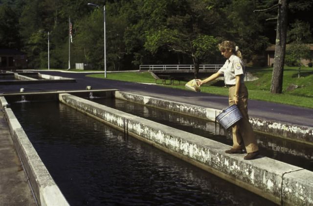 Feeding Fish at a Hatchery Picture