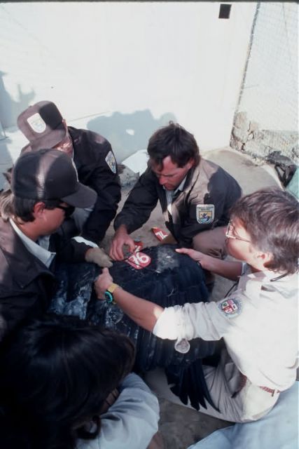 Condor Research Picture