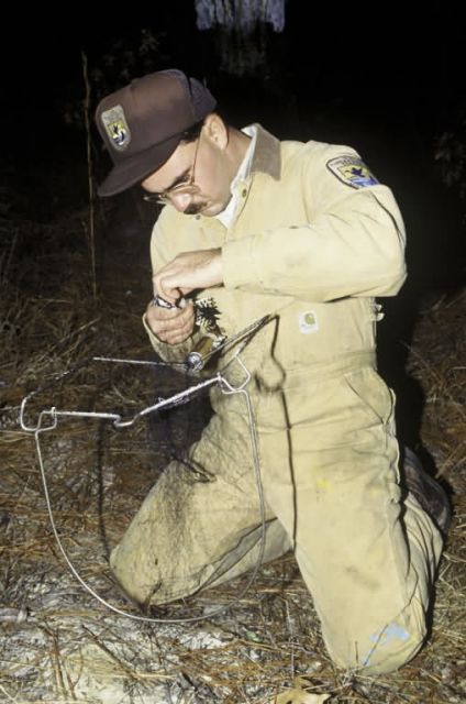 FWS Employee with Red-Cockaded Woodpecker Picture