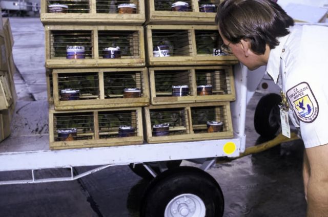 Checking Parrots Coming into the U.S. Picture