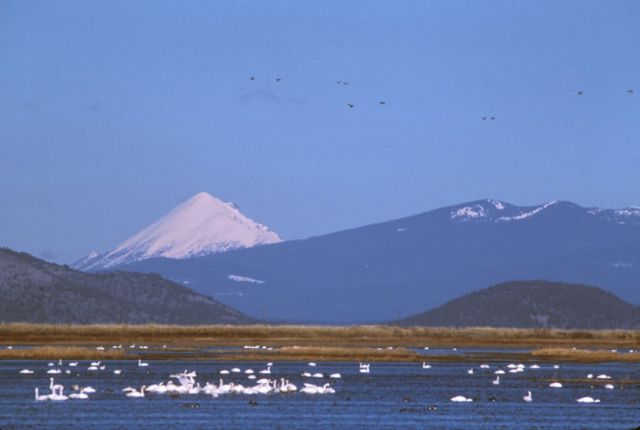 Lower Klamath NWR, California Picture