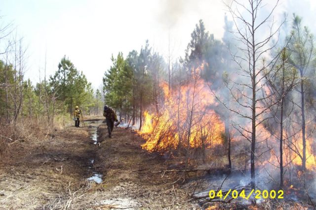 Prescribed Burn at Chesapeake Marshlands National Wildlife Refuge Complex Picture
