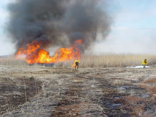 Phragmites burning at Prime Hook National Wildlife Refuge Picture