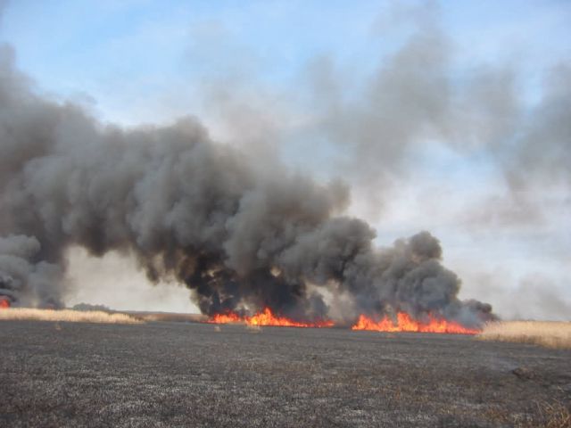Phragmites burning at Prime Hook National Wildlife Refuge Picture