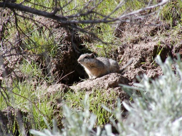 Southern Idaho Ground Squirrel Picture