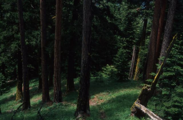 Trail on Ridge Near Frost Creek Picture