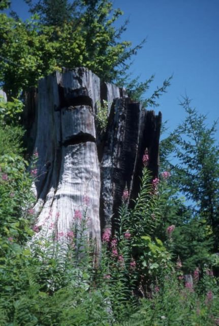 Tree Stump in Cascade Mountains Picture