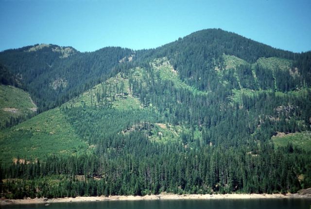 Timber-Harvest Treatments Near French Cabin Creek Picture