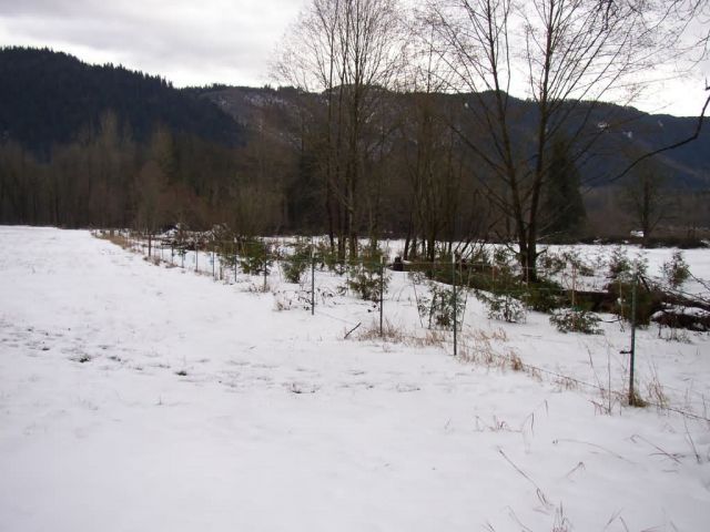 BC-4 After Plant2 Picture