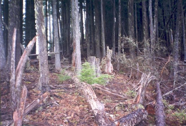 Bronze Billy Timber Sale Picture