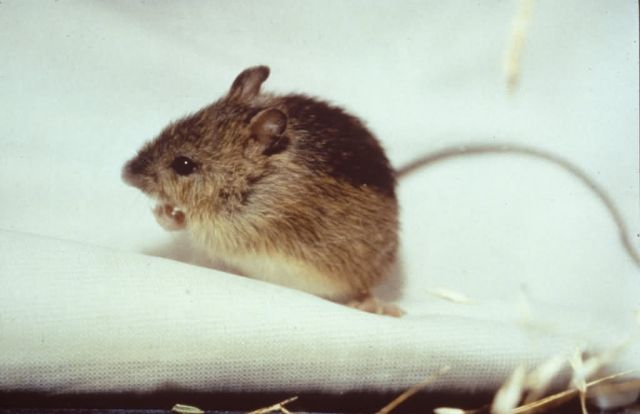 Prebles Meadow Jumping Mouse Picture