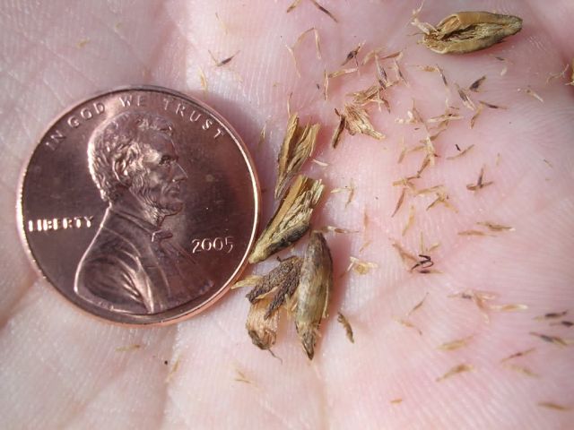 Schwalbea americana--Chaffseed Picture