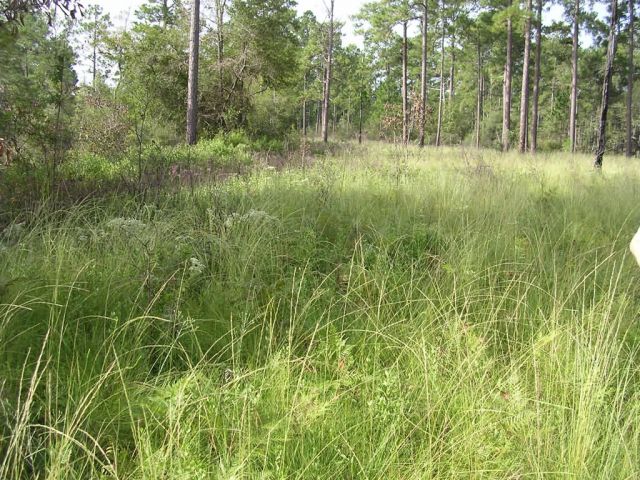 Schwalbea americana habitat Picture