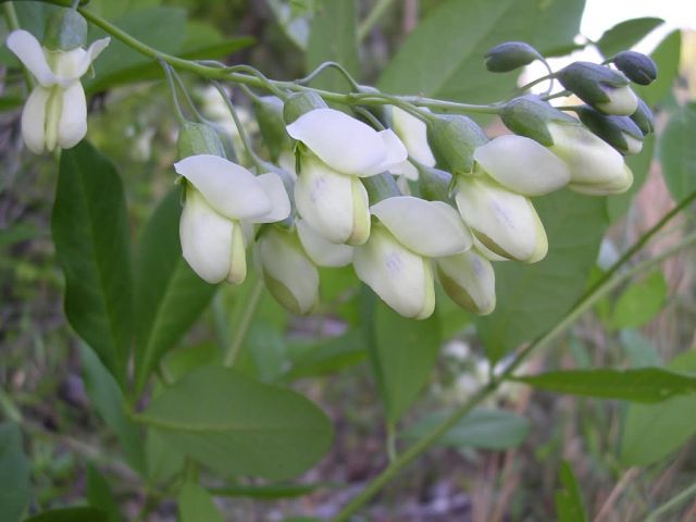 Baptisia megacarpa, Appalachicola wild indigo Picture