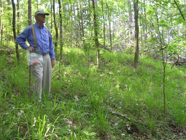 Preeminent botantist Angus Gholson views fringed campion habitat along the Appalachicola River, at the Florida/Georgia border. Picture