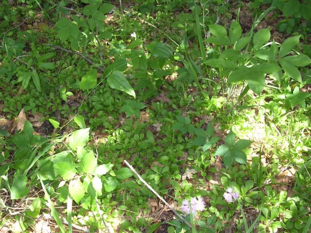Fringed campion, Silene polypetala patch in Florida Picture