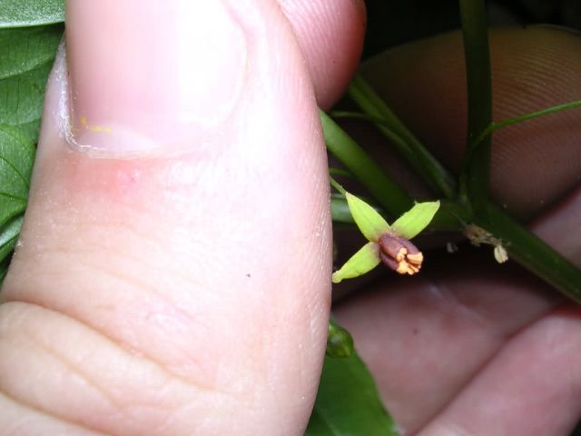 Croomia pauciflora flower Picture