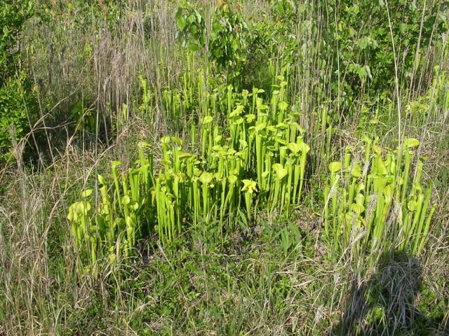 Green pitcher plant bog (Sarracenia oreophila) Picture