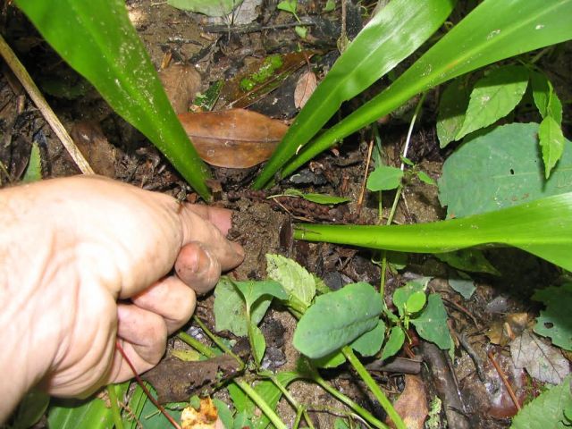 Helonias bullata, Swamp pink, siltation Picture