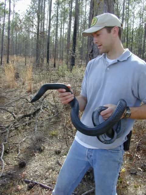 Craig Tenbrink, Dept. of Defense with Eastern indigo snake (Drymarchon corais couperi) Picture