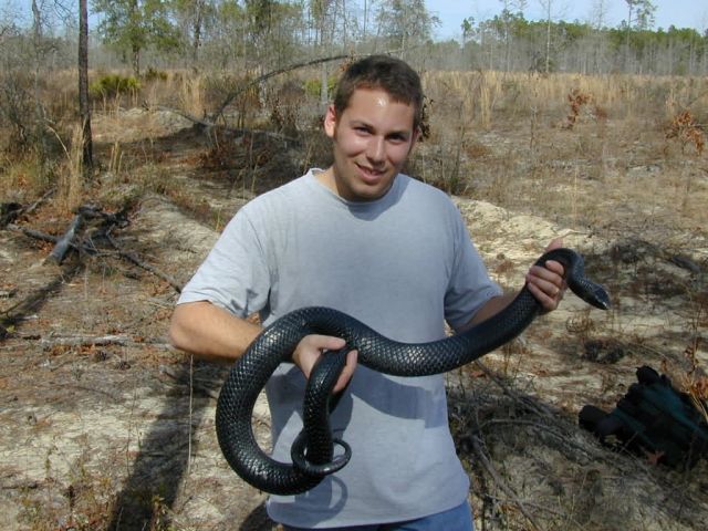 Pete Pattavina, USFWS Fish and Wildlife Biologist holds a threatened Eastern indigo snake (Drymarchon corais couperi) Picture