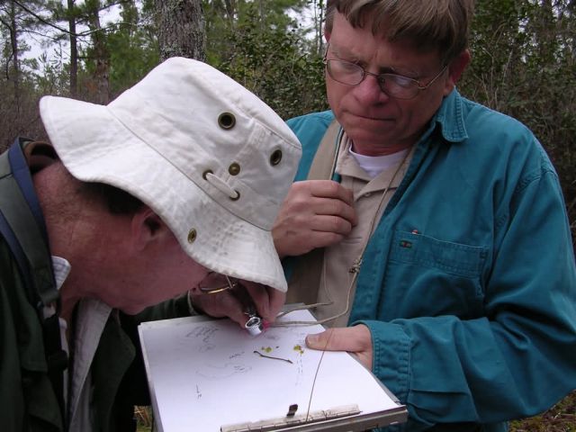 Botanists Wilson Baker and Tom Patrick observe Lindera melissifolia flowers, pondberry. Picture