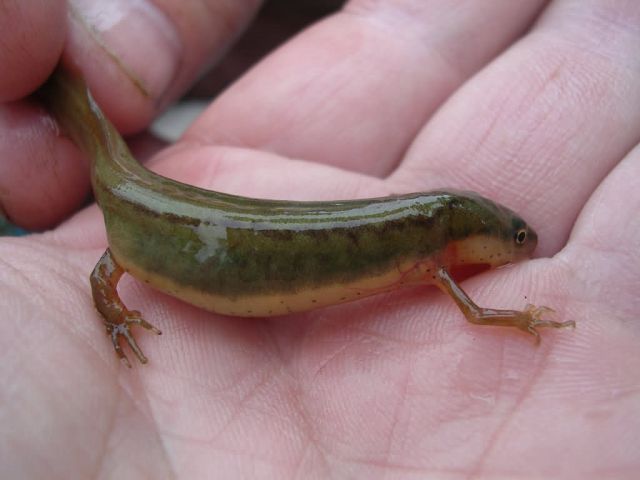 Striped newt, Georgia Picture