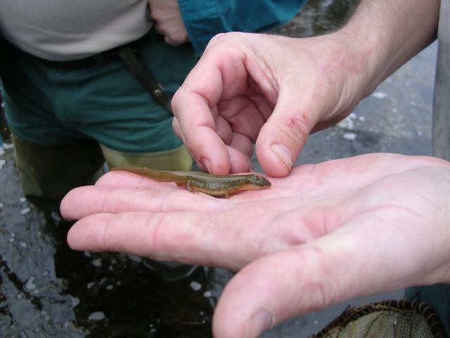 Striped newt, Georgia Picture