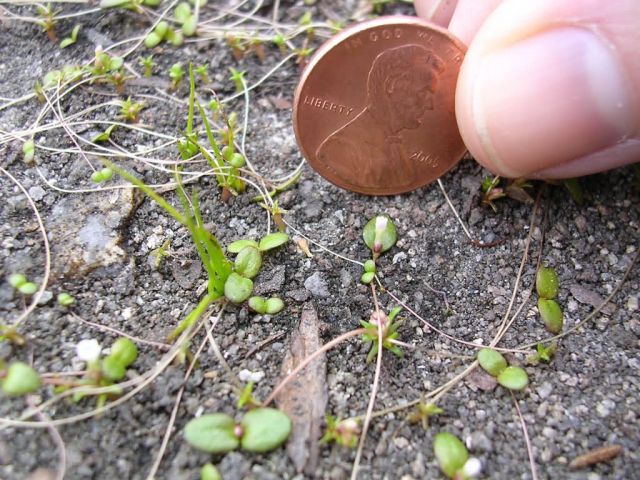 Granite outcrop pool with little amphianthus and mat-forming quillwort (Amphianthus pusillus) (Isoetes tegetiformans). Picture