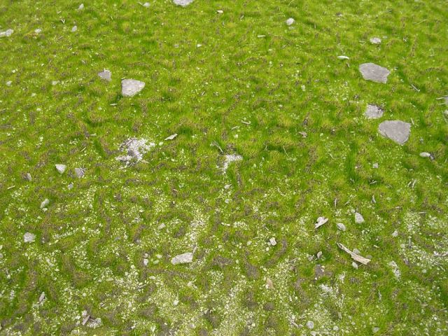 Mat-forming quillwort (Isoetes tegetiformans) Picture