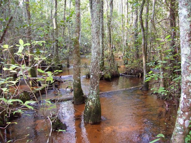 Coastal Plain stream, braided system, sandbed stream, Georgia Picture