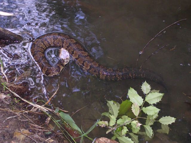 Water moccasin, cottonmouth, Agkistrodon piscivorus, Georgia Picture