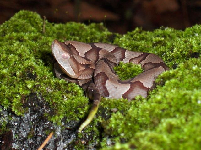 Juvenile copperhead, venomous snake, Georgia, Agkistrodon contortrix Picture