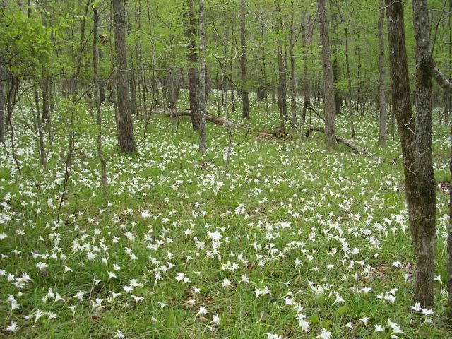 Spring wildlflowers along the Flint River, Georgia. Picture