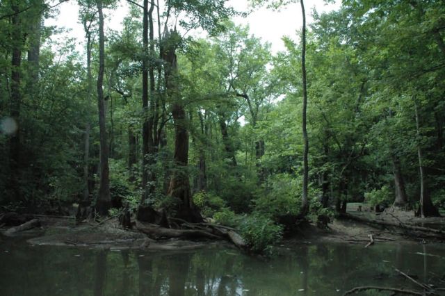 Cache River National Wildlife Refuge Picture