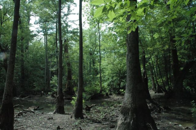 Cache River National Wildlife Refuge Picture