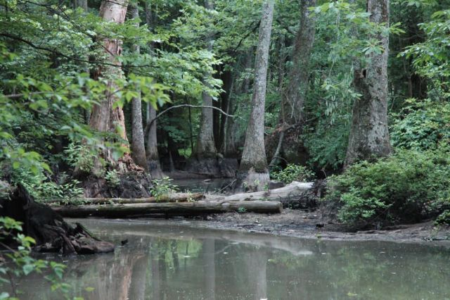 Cache River National Wildlife Refuge Picture