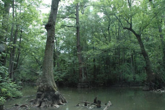 Cache River National Wildlife Refuge Picture
