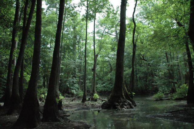 Cache River National Wildlife Refuge Picture