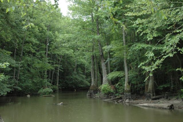Cache River National Wildlife Refuge Picture
